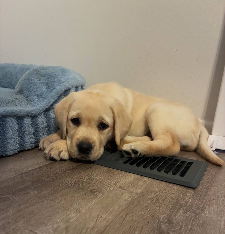 Penny
