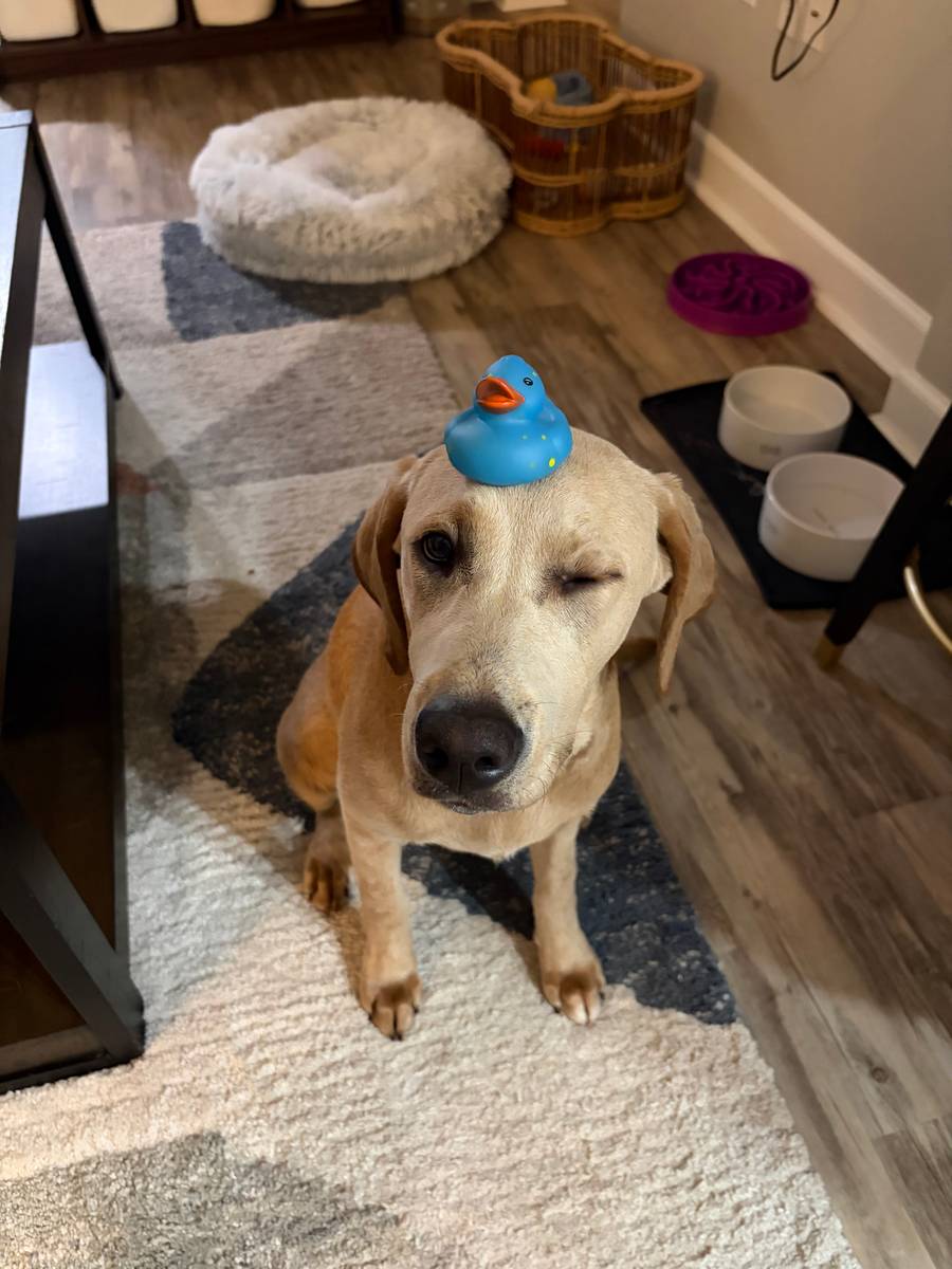 Harley, Lab of the Month