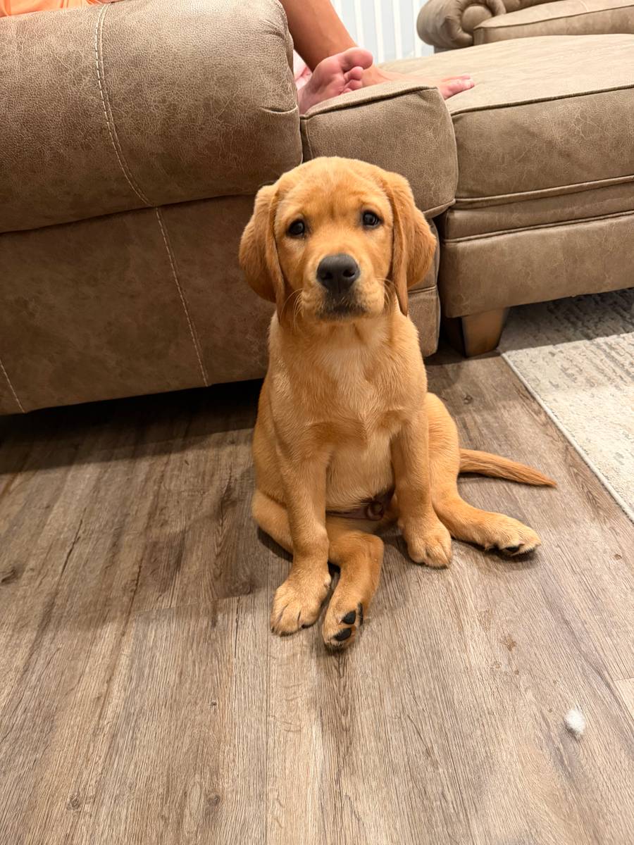 Boone