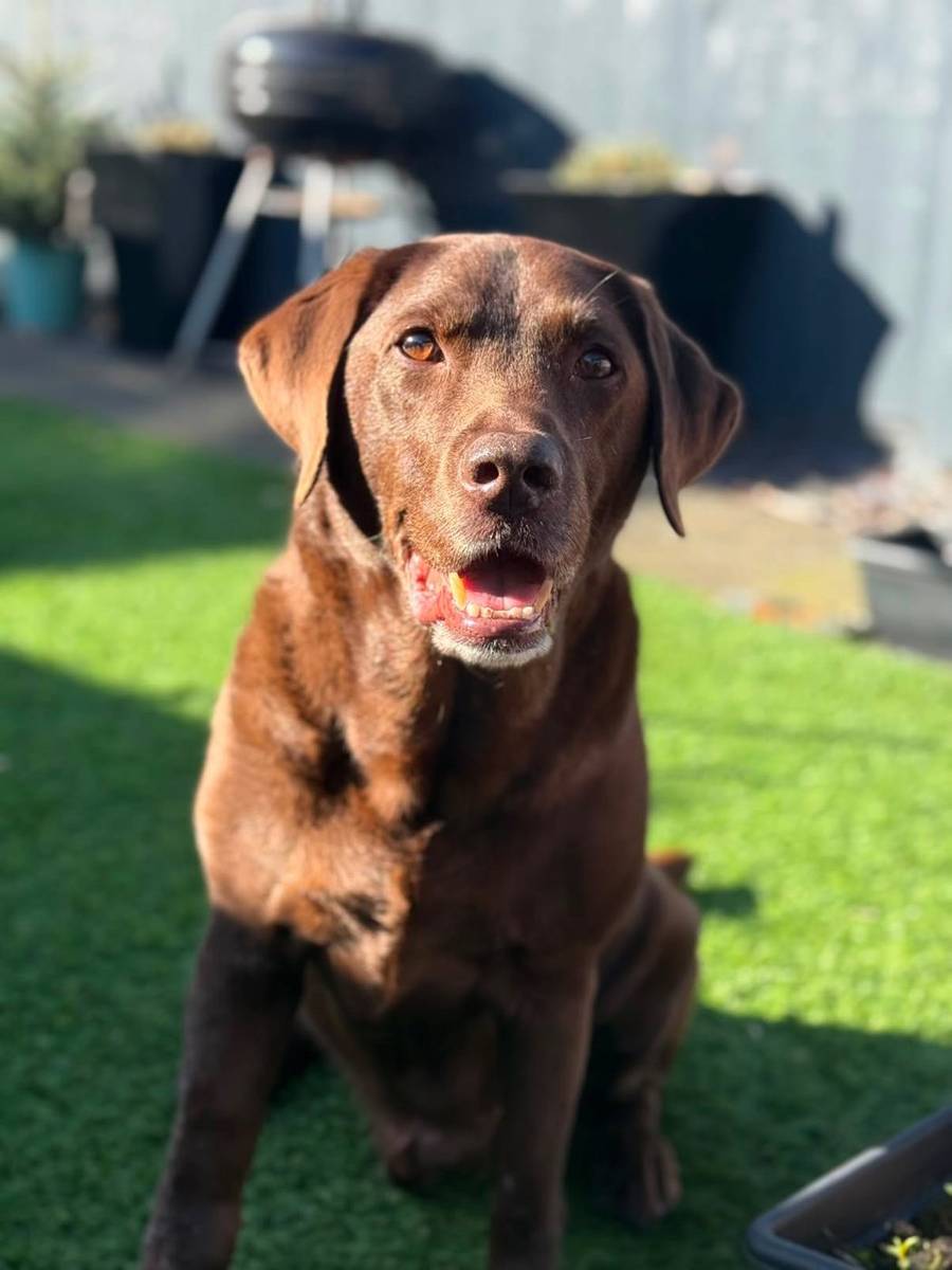 Bailey, Lab of the Month