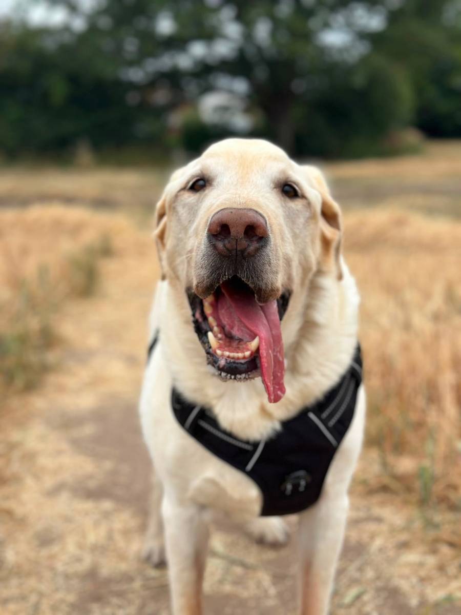 Finley