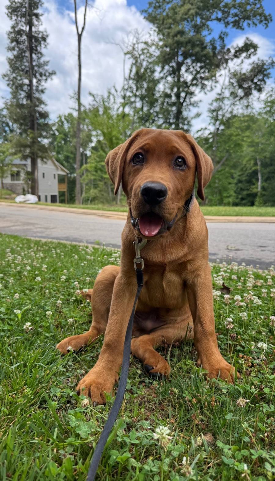 Scout